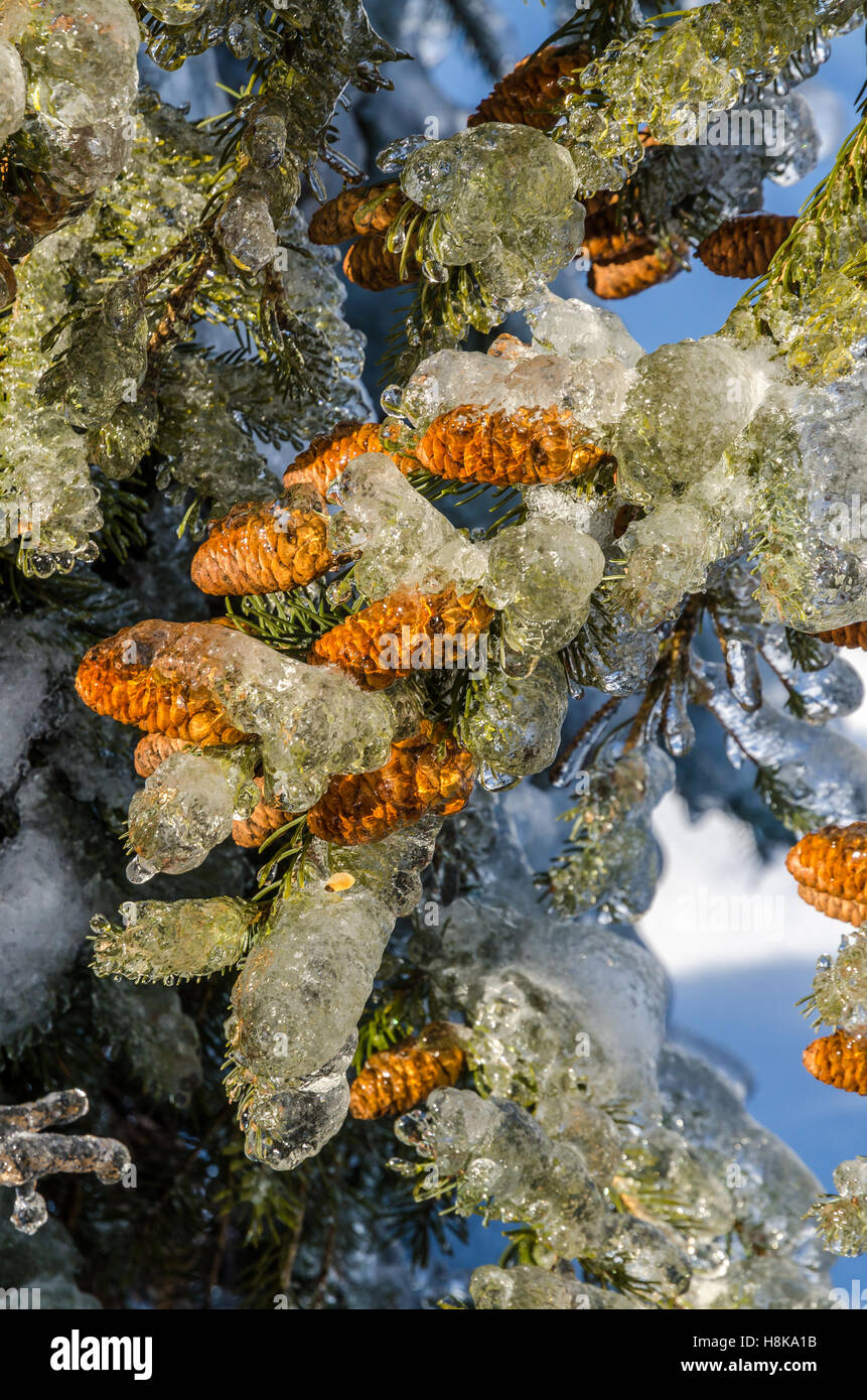 Ramoscelli di albero incastrata nel ghiaccio dopo un congelamento tempesta di pioggia Foto Stock