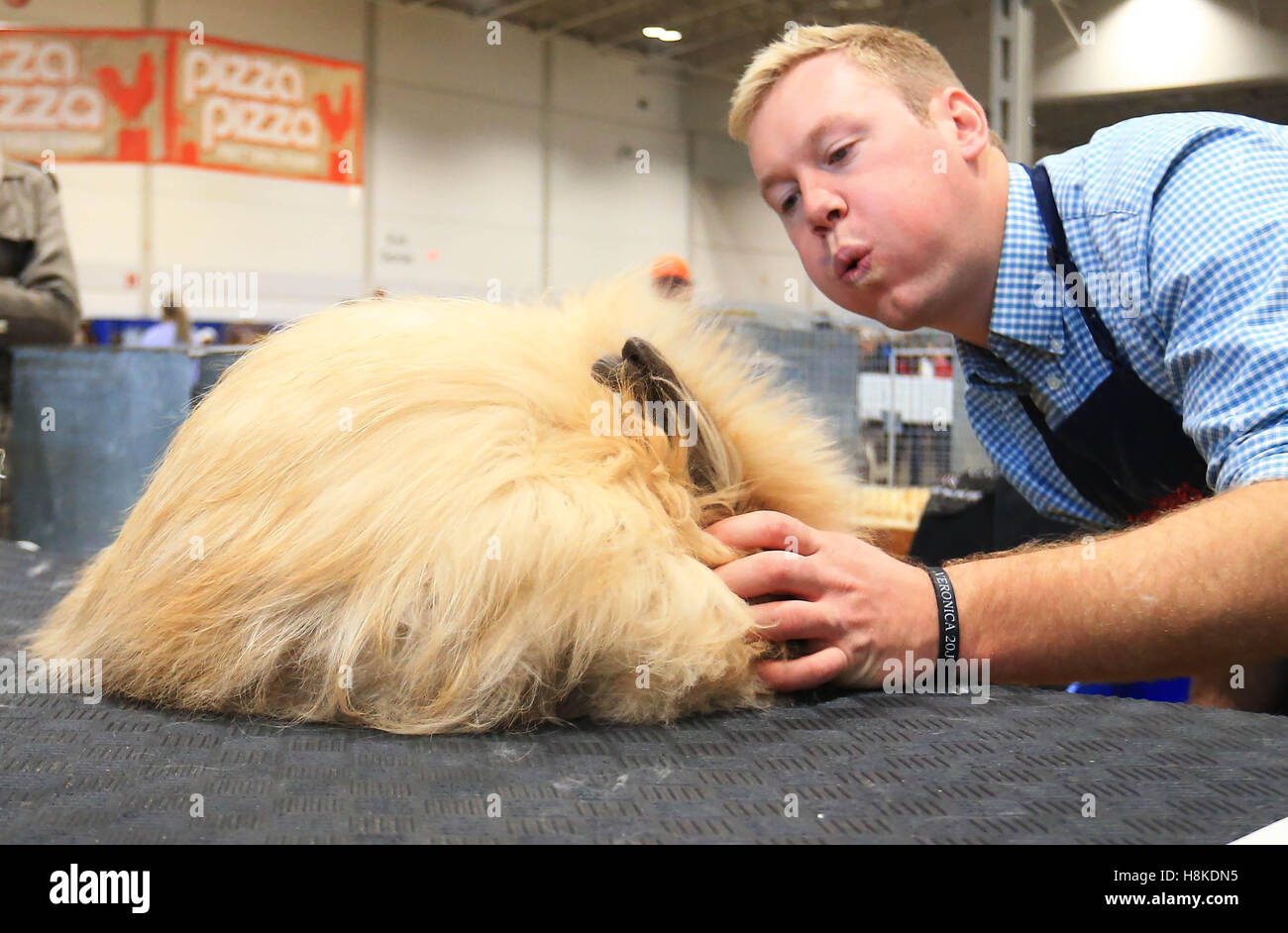 Toronto, Canada. Xiii Nov, 2016. Un giudice prende un attento sguardo a un coniglio durante il coniglio, Cavy e Pollame mostra al 94th Royal Agricultural Winter Fair di Toronto, Canada, nov. 13, 2016. La mostra ha presentato oltre 100 diverse selezioni di animali di domenica. Credito: Zou Zheng/Xinhua/Alamy Live News Foto Stock