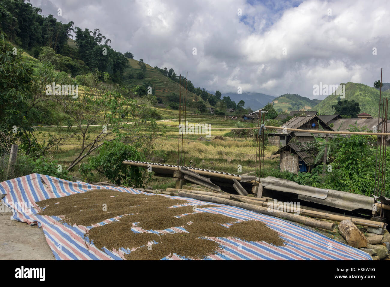 Asciugando i grani di riso in Ta Van valley, Sa Pa, Vietnam del nord Foto Stock