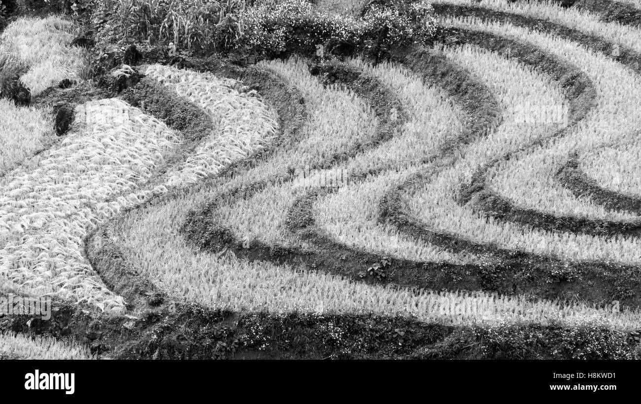 La maturazione del riso, minuscoli fiori bianchi e S-curve BW, Hoi polmone area Sun, Vietnam del nord Foto Stock