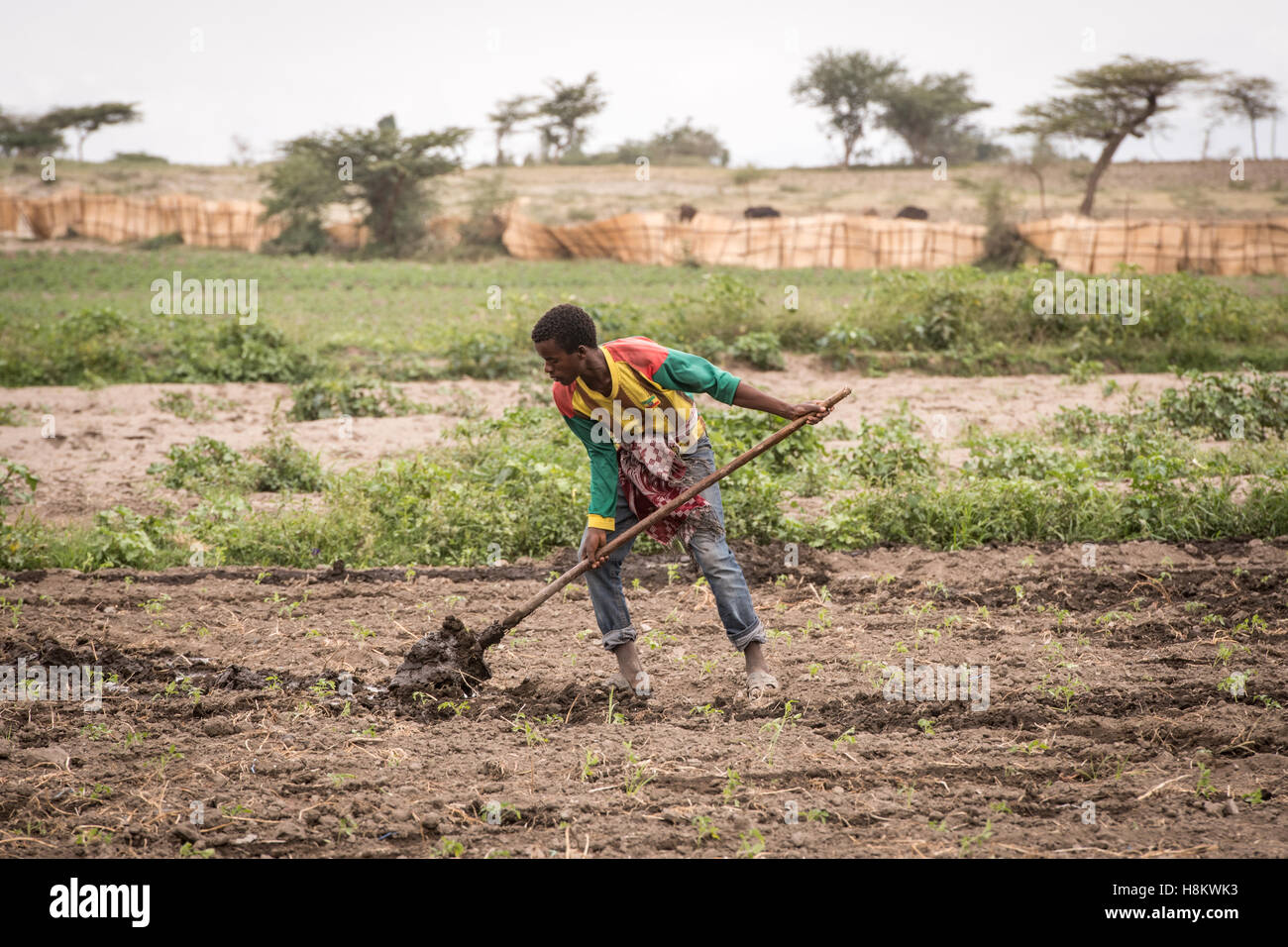 Meki Batu, Etiopia - giovane lavoratore di sesso maschile irrigare i campi presso i coltivatori di frutta e vegetali cooperativa in Meki Batu. Foto Stock