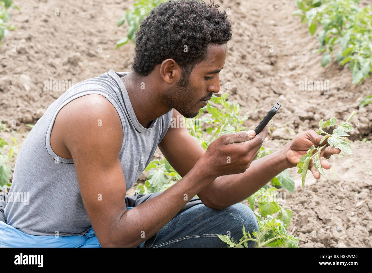 Meki Batu, Etiopia - giovane lavoratore di sesso maschile fotografare un telefono cellulare delle piante di pepe presso i coltivatori di frutta e vegetali coopera Foto Stock