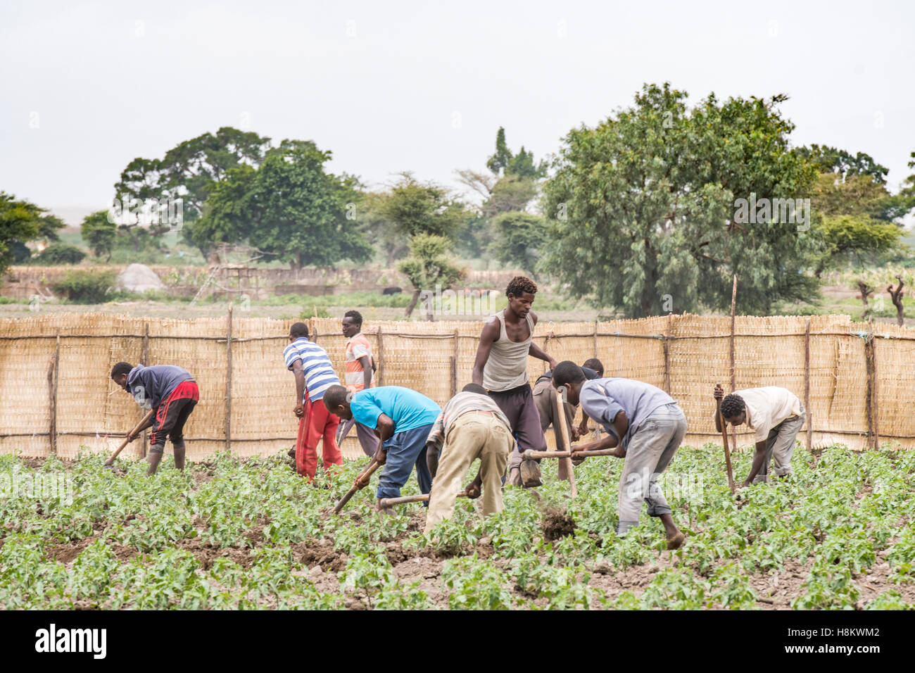 Meki Batu, Etiopia - Giovani i lavoratori di sesso maschile di dissodamento del terreno a coltivatori di frutta e vegetali cooperativa in Meki Batu. Foto Stock