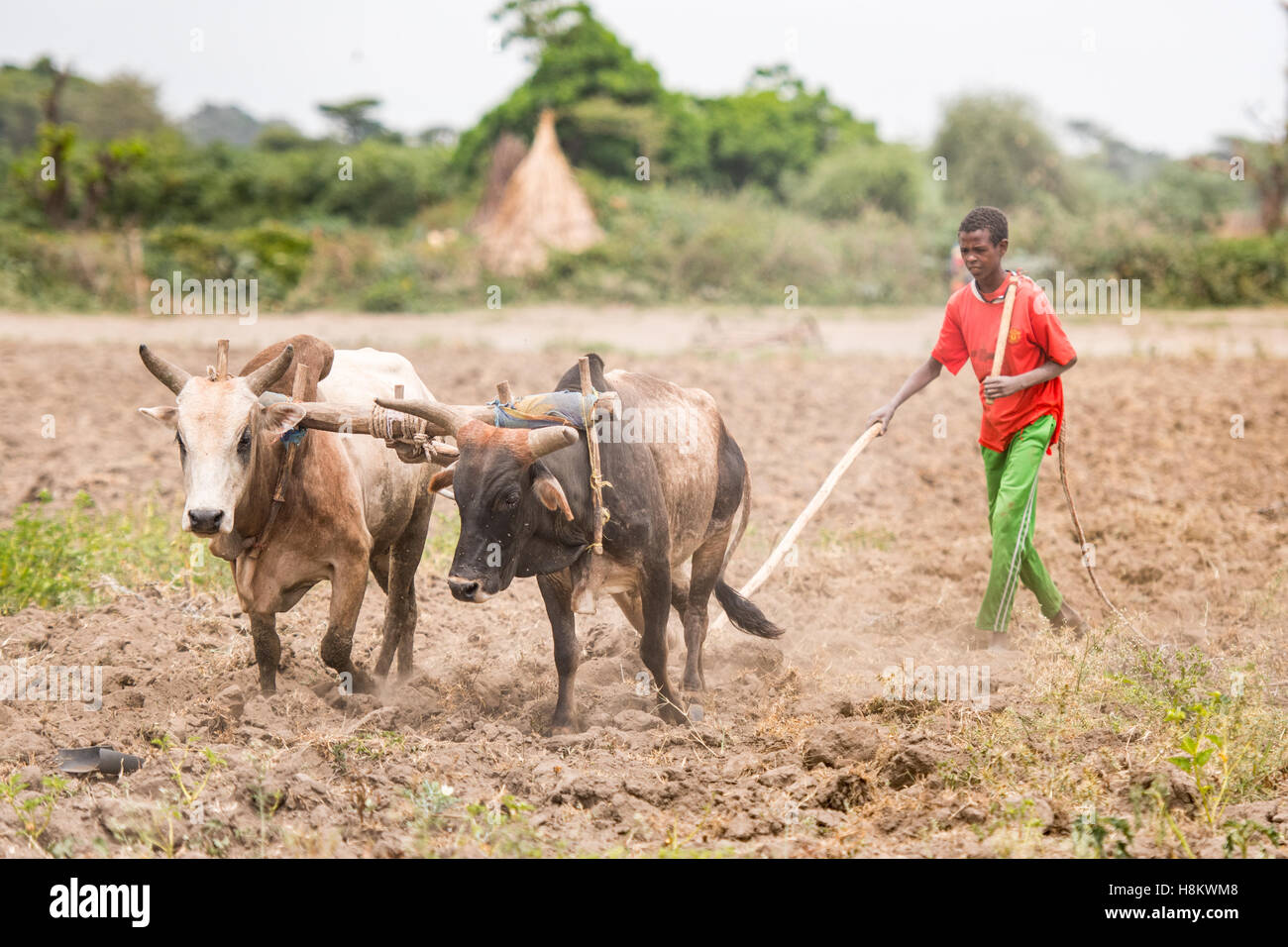 Meki Batu, Etiopia - Giovani lavoratori maschi Bovini dello sterzo a lavorare la terra a coltivatori di frutta e vegetali cooperativa in me Foto Stock