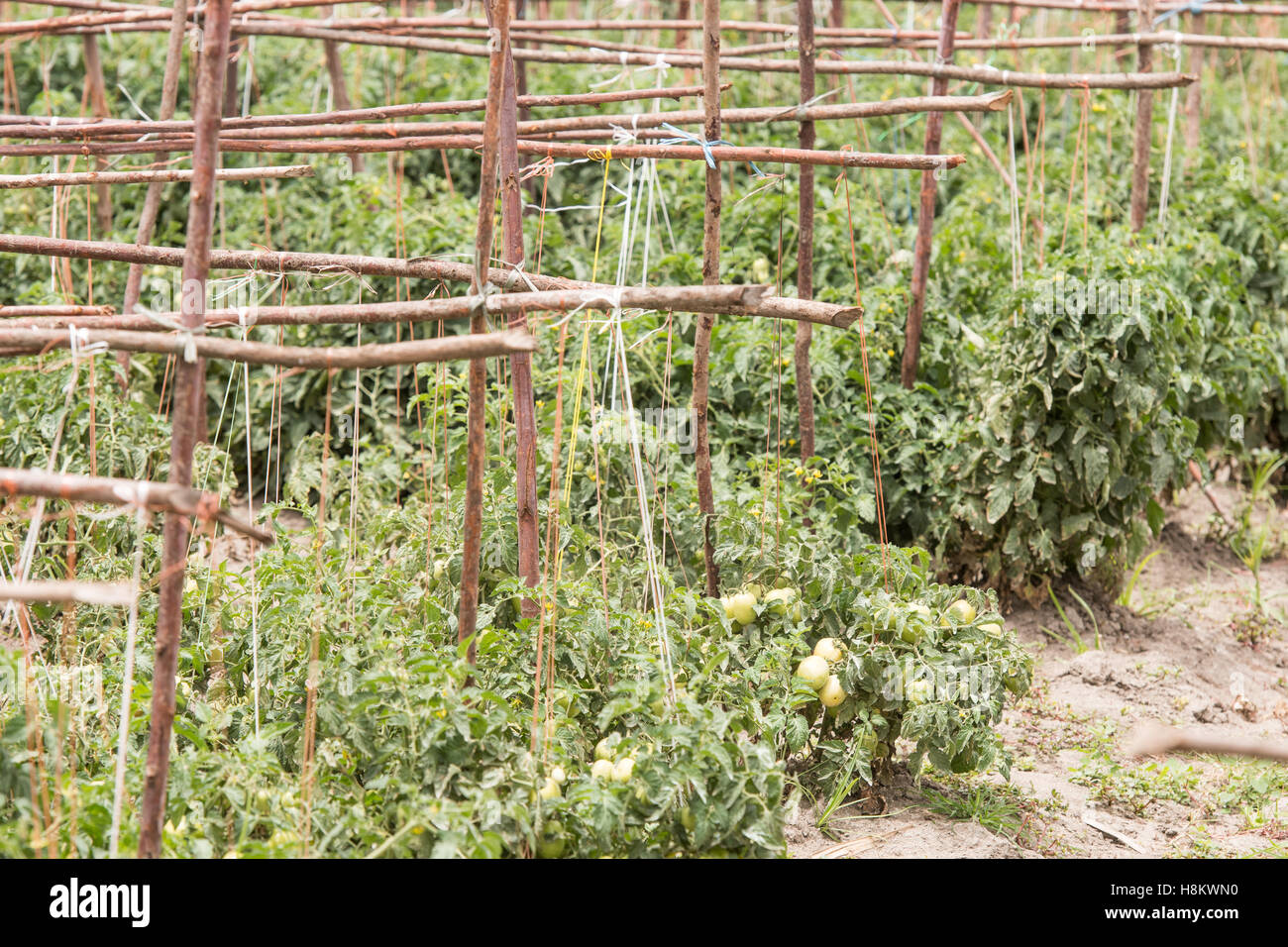 Meki Batu, Etiopia - la crescita di piante di pomodoro presso i coltivatori di frutta e vegetali cooperativa in Meki Batu. Foto Stock