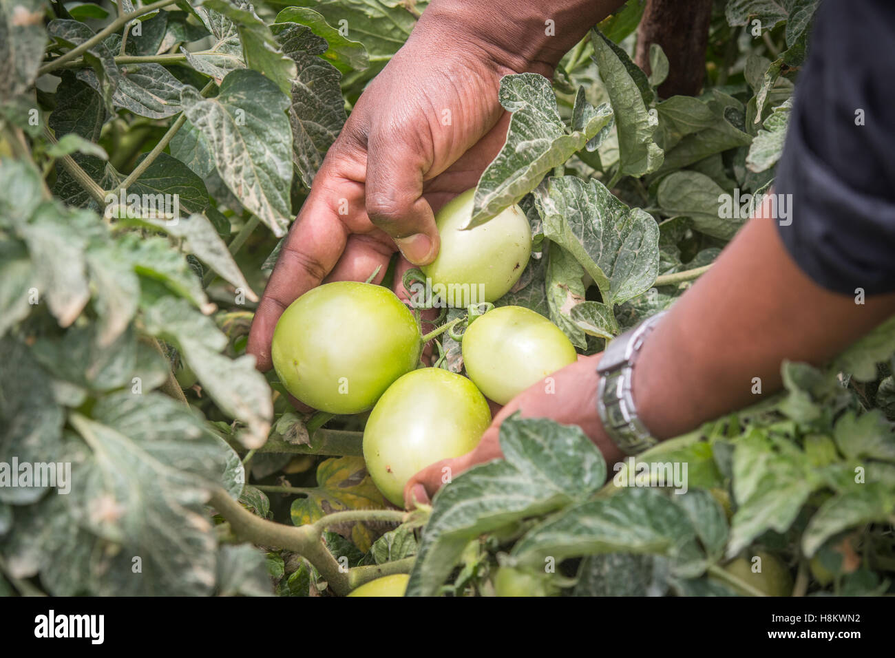 Meki Batu, Etiopia - pomodori acerbi ancora sulla vite a coltivatori di frutta e vegetali cooperativa in Meki Batu. Foto Stock