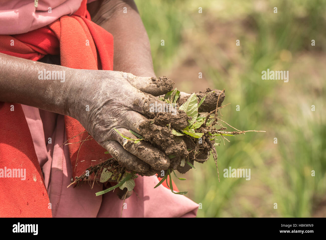 Meki Batu, Etiopia - lavoratrice sarchiatura di campi di cipolla a coltivatori di frutta e vegetali cooperativa in Meki Batu. Foto Stock