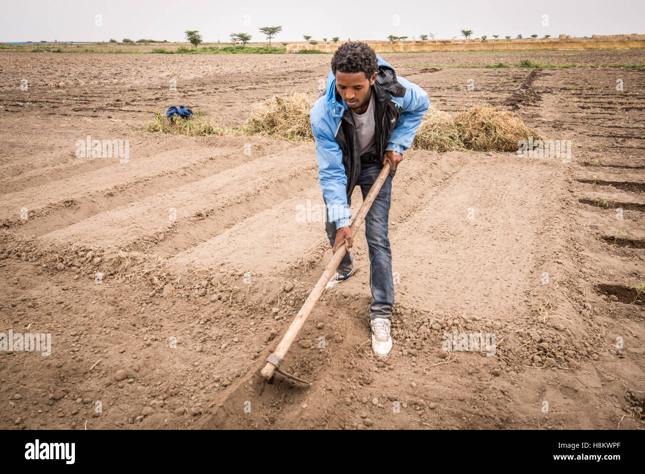 Meki Batu, Etiopia - giovane lavoratore di sesso maschile la lavorazione del terreno a coltivatori di frutta e vegetali cooperativa in Meki Batu. Foto Stock