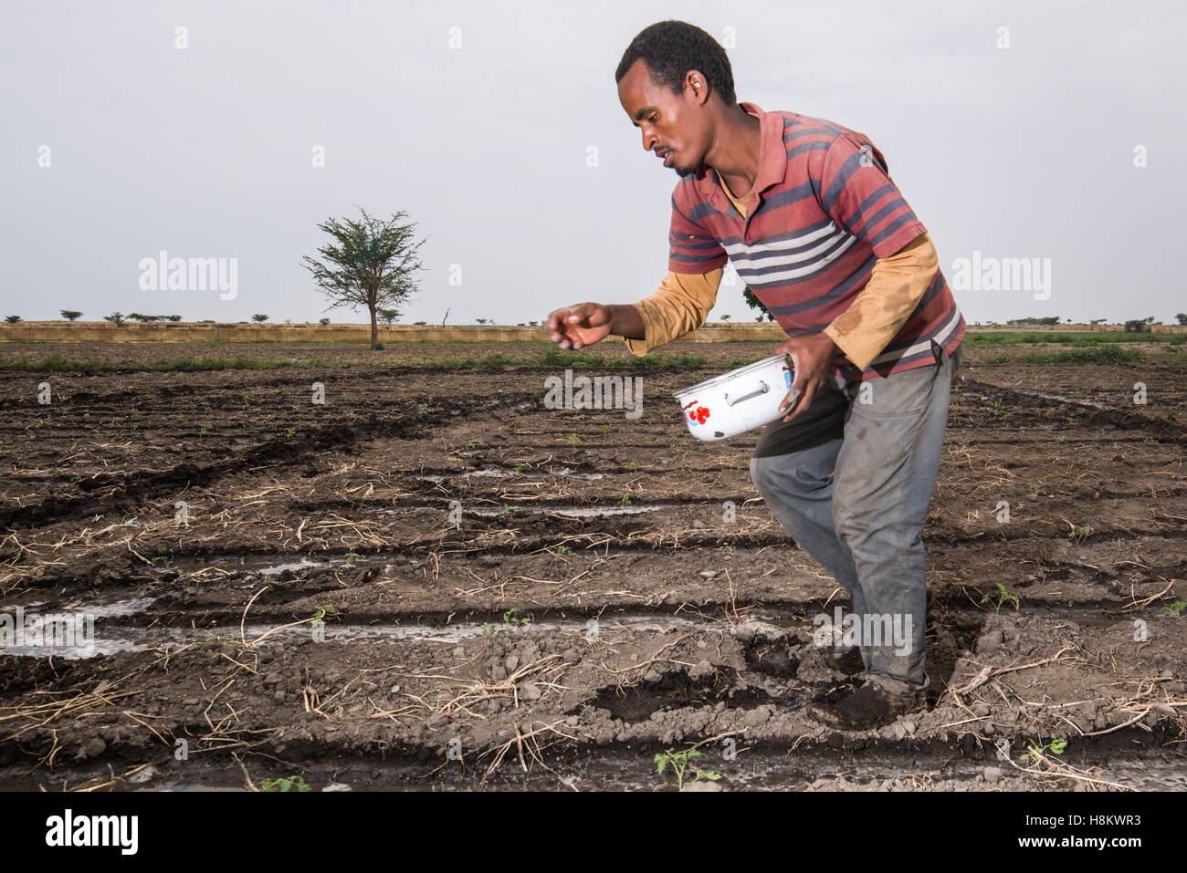 Meki Batu, Etiopia - giovane lavoratore di sesso maschile lo spandimento di fertilizzante su giovani raccolti presso i coltivatori di frutta e vegetali cooperativa in me Foto Stock