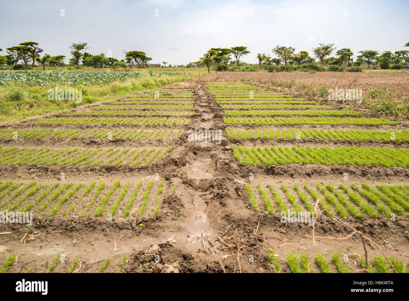 Meki Batu, Etiopia - filari di piante di cipolla in un campo presso i coltivatori di frutta e vegetali cooperativa in Meki Batu. Foto Stock