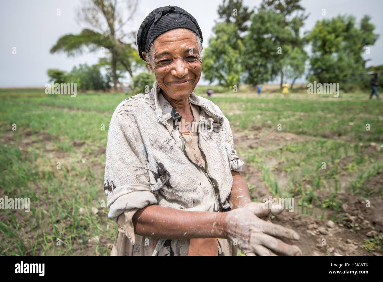 Meki Batu, Etiopia - i lavoratori di sesso femminile sarchiatura di campi di cipolla presso i coltivatori di frutta e vegetali cooperativa in Meki Batu. Foto Stock