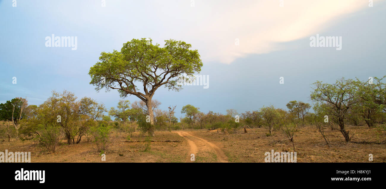 Bushveld paesaggio con una pista sterrata voce nella distanza e un moody sky Foto Stock
