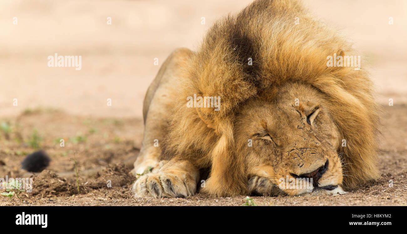 Tenuta verticale frontale di un maschio di leone (Panthera leo) dormire con gli occhi chiusi Foto Stock
