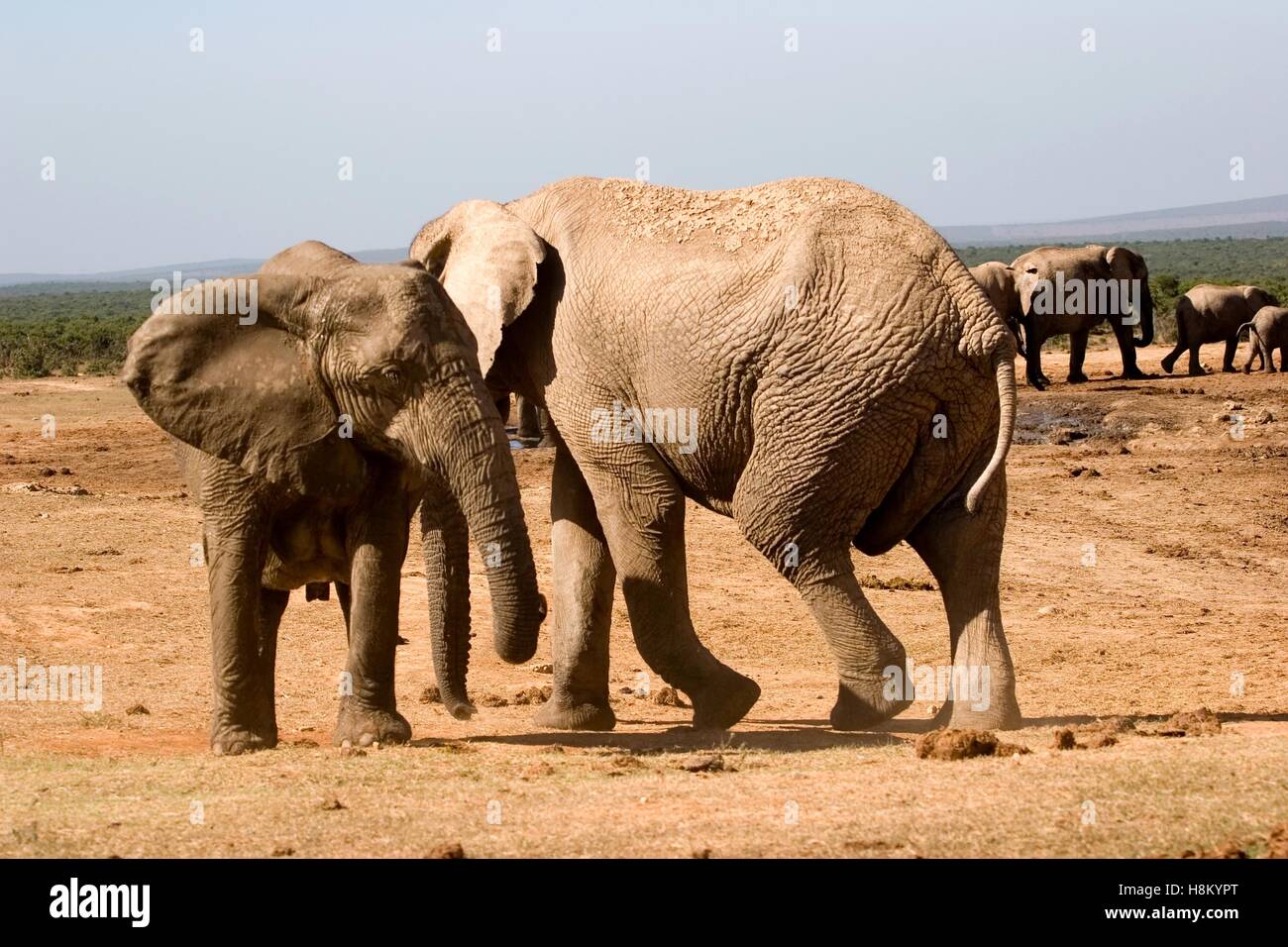 Elefante in Africa meridionale vicino al parco di Kruger Foto Stock