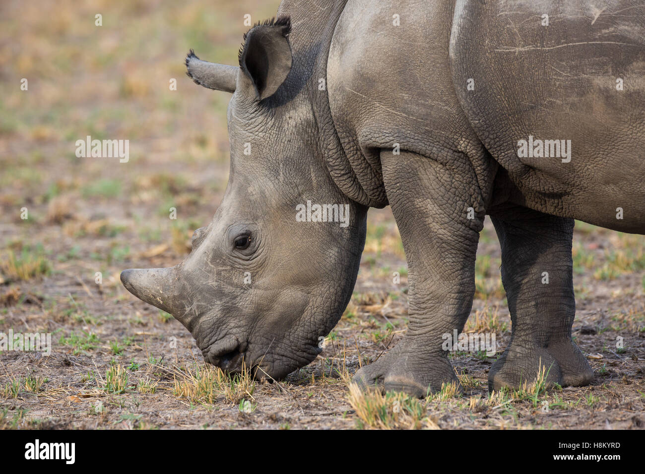 Closeup ritratto di un rinoceronte bianco (Ceratotherium simum pascolo Foto Stock