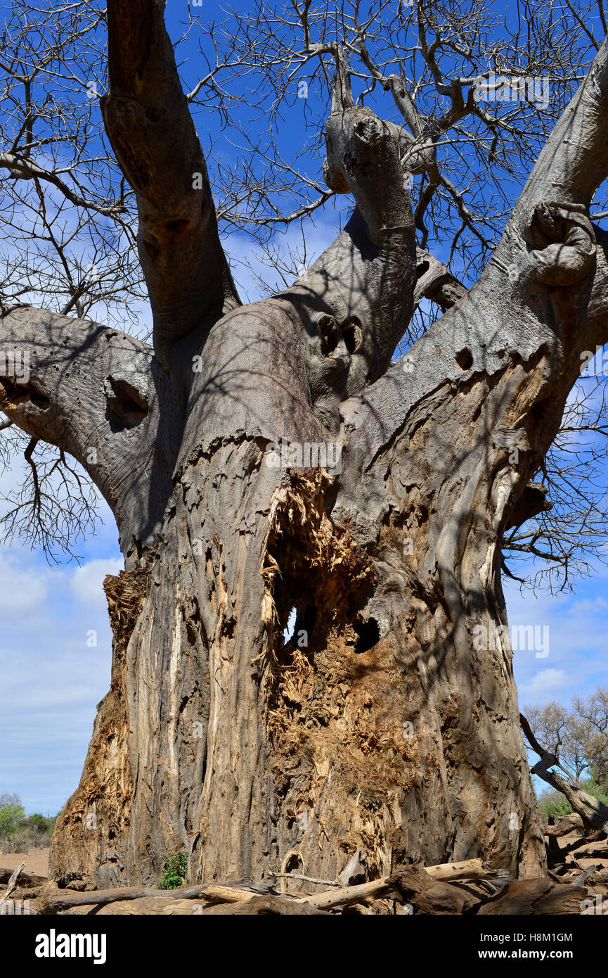 Baobab (Adansonia digitata) che è stato da elefanti scriccatura di parti dello stelo praticando un foro passante attraverso la struttura ad albero Foto Stock