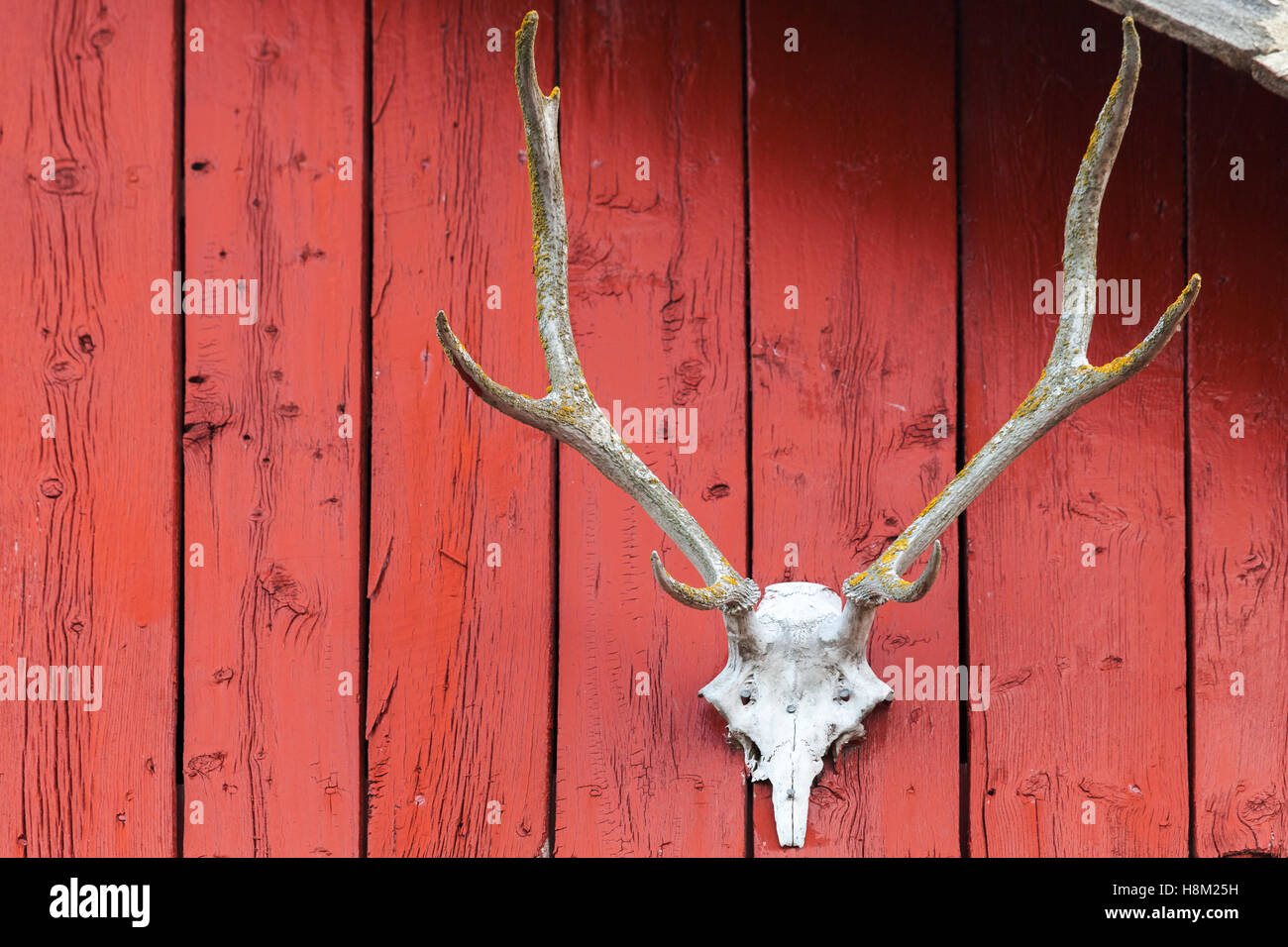 Old Deer skull montato su rosso parete in legno in Norvegia Foto Stock