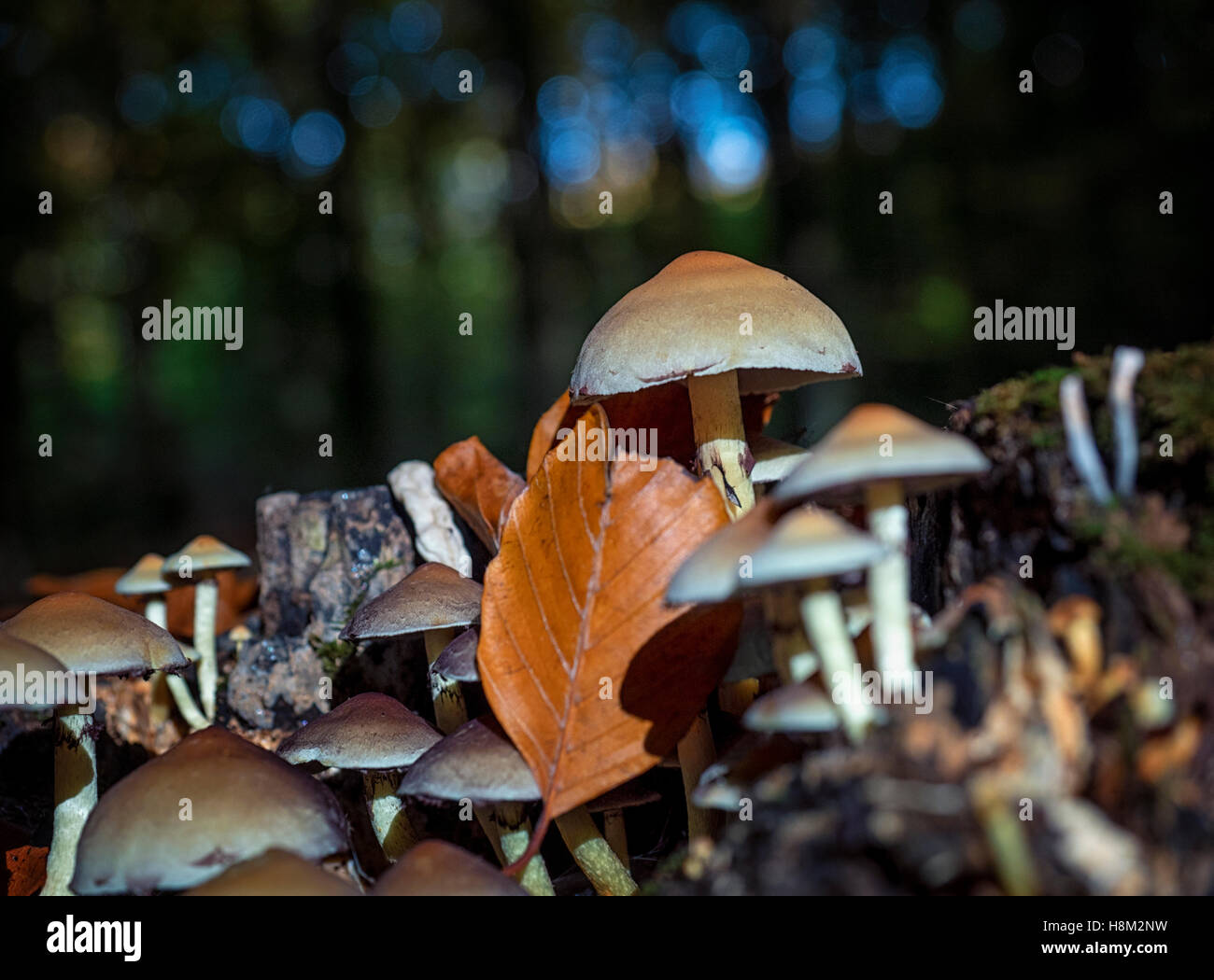 Ciuffo di zolfo (Hypholoma fasciculare) fungo sul tronco di un albero morto in legno Eartham, Sussex, durante i primi anni di autunno Foto Stock