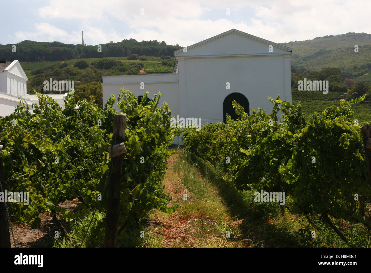 Vigneto in cape town farm Foto Stock