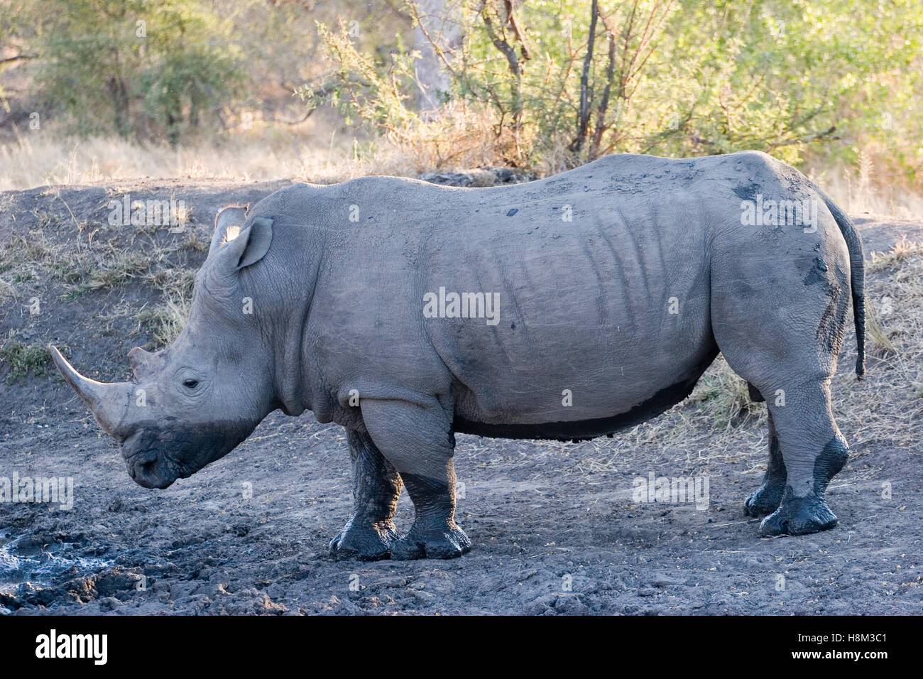 White Rhino in una riserva privata vicino al parco nazionale di Kruger in Sud Africa Foto Stock