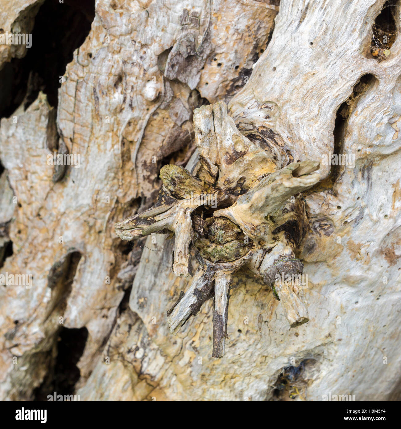 Marciume tronco di albero che mostra il vecchio ramo break Milton Cambridge Cambridgeshire England Regno Unito 2016 Foto Stock