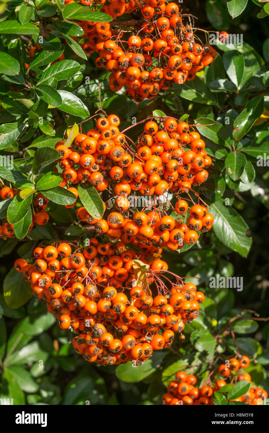 Bacche di colore arancione su Cotoneaster Franchetii impianto Milton Cambridge Cambridgeshire England Regno Unito 2016 Foto Stock