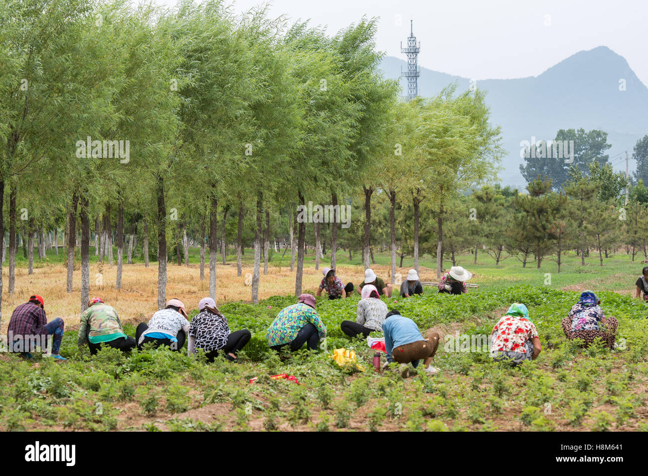 Pechino, Cina - Cinese dei lavoratori di sesso femminile ripulendo dalle erbacce un campo in una fattoria vicino a Pechino, in Cina. Foto Stock