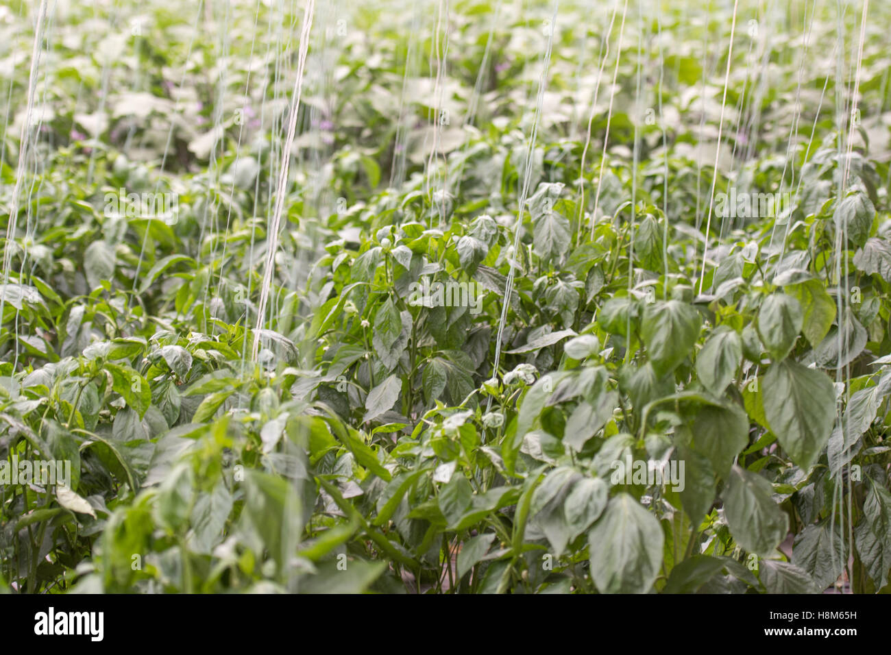 Pechino, Cina - i vegetali che crescono in una serra commerciale in una fattoria vicino a Pechino, in Cina. Foto Stock