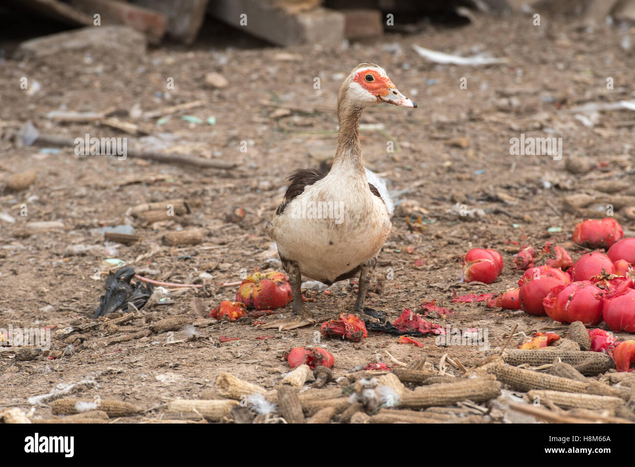 Pechino, Cina - un addomesticati anatra cinese in una fattoria vicino a Pechino, in Cina. Foto Stock