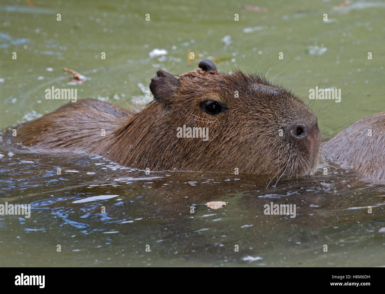 Capibara (hydrochoerus hydrochaeris) nuoto in piscina Foto Stock