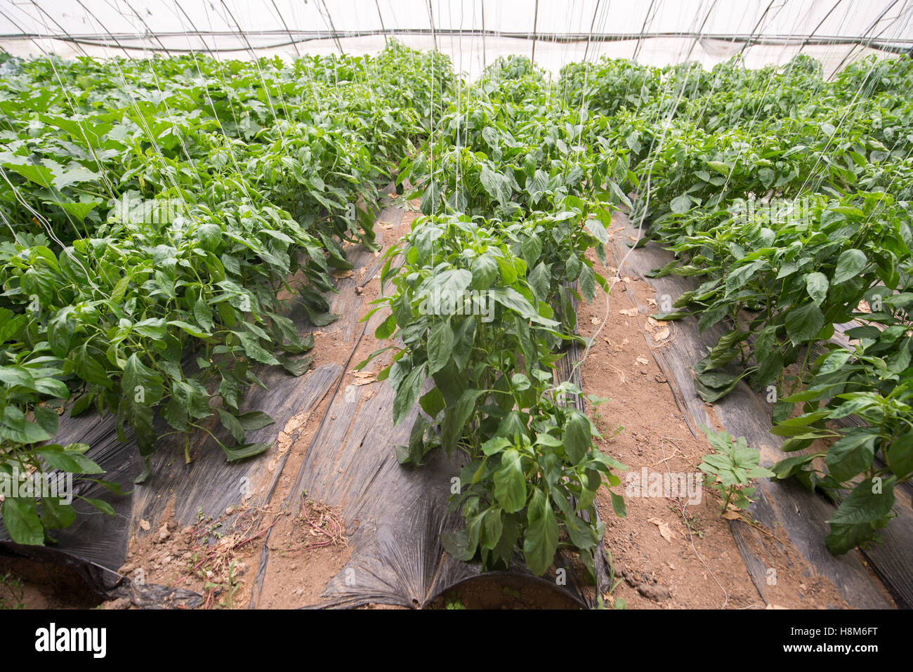 Pechino, Cina - piante vegetali che crescono in una serra commerciale in una fattoria vicino a Pechino, in Cina. Foto Stock