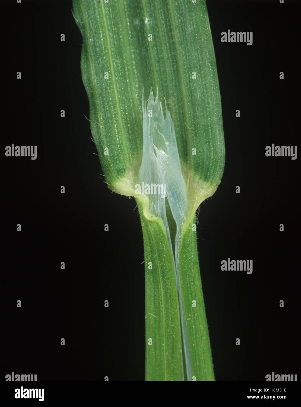 Sterile o sterile brome, Bromus sterilis, foglia ligula Foto Stock