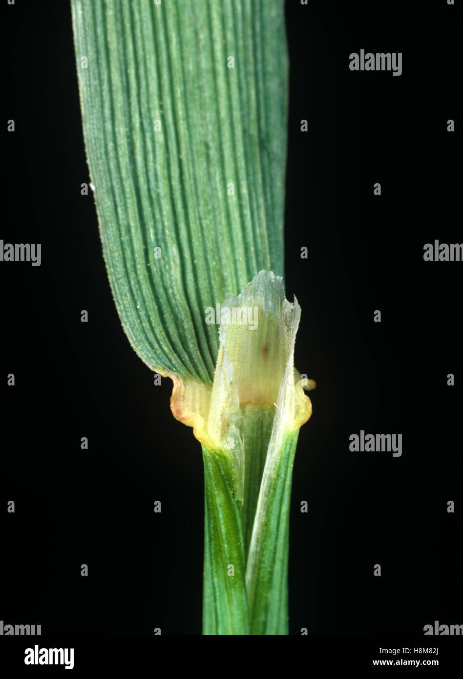 Blackgrass, Alopecurus mvosuroides, foglia ligula in corrispondenza del nodo e leafstalk agricolo della erba infestante Foto Stock