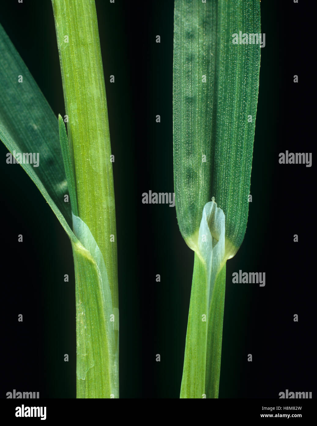 Ruvido sgambate prato-erba, Poa trivialis, foglia ligula in corrispondenza del nodo e leafstalk agricolo della erba infestante Foto Stock