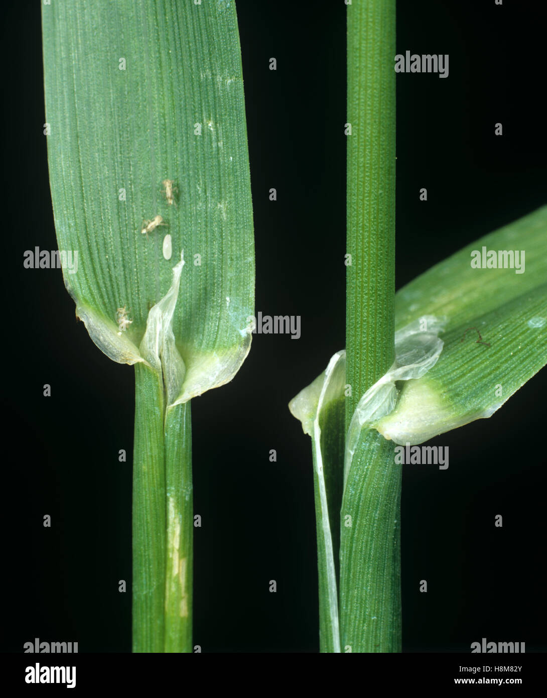 Confuso canary-erba, Phalaris brachystachys, foglia ligula in corrispondenza del nodo e leafstalk agricolo della erba infestante Foto Stock