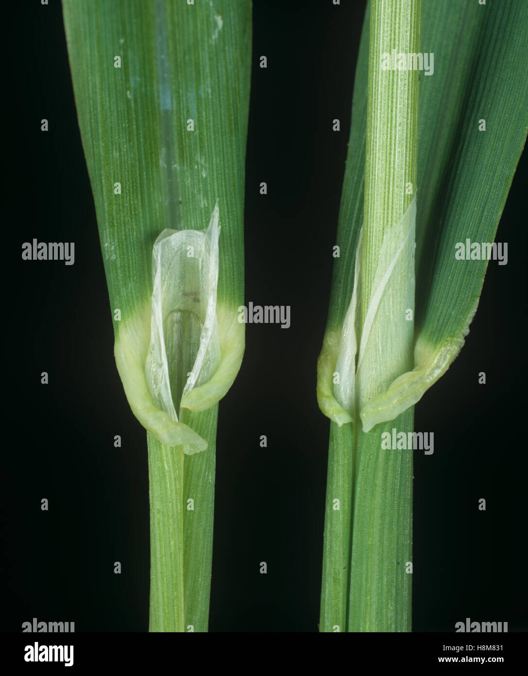 Canarie Awned-erba, Phalaris paradoxa, foglia ligula in corrispondenza del nodo e leafstalk agricolo della erba infestante Foto Stock