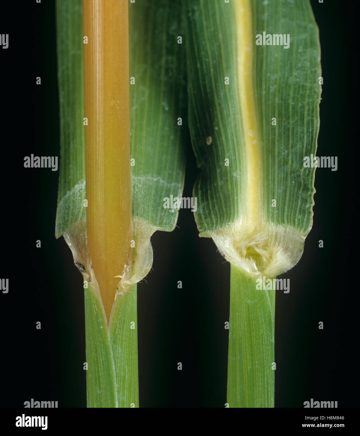 L'erba di Johnson, Sorcrhum halepense, foglia ligula in corrispondenza del nodo e leafstalk agricolo della erba infestante Foto Stock