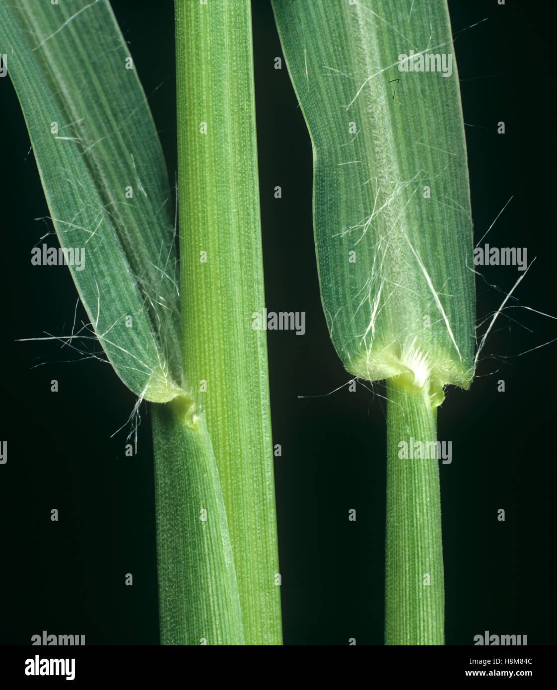 Miglio di perla, Pennisetum glaucum, foglia ligula in corrispondenza del nodo e leafstalk agricolo della erba infestante Foto Stock