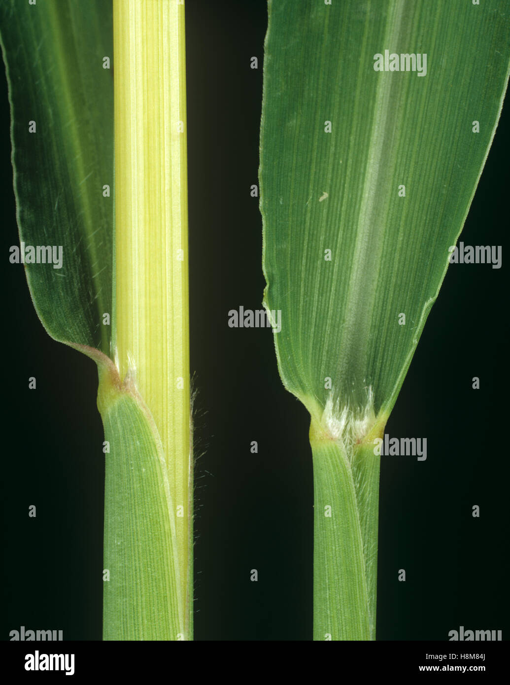 Setole ruvide-erba, Setaria verticillata, foglia ligula in corrispondenza del nodo e leafstalk agricolo della erba infestante Foto Stock