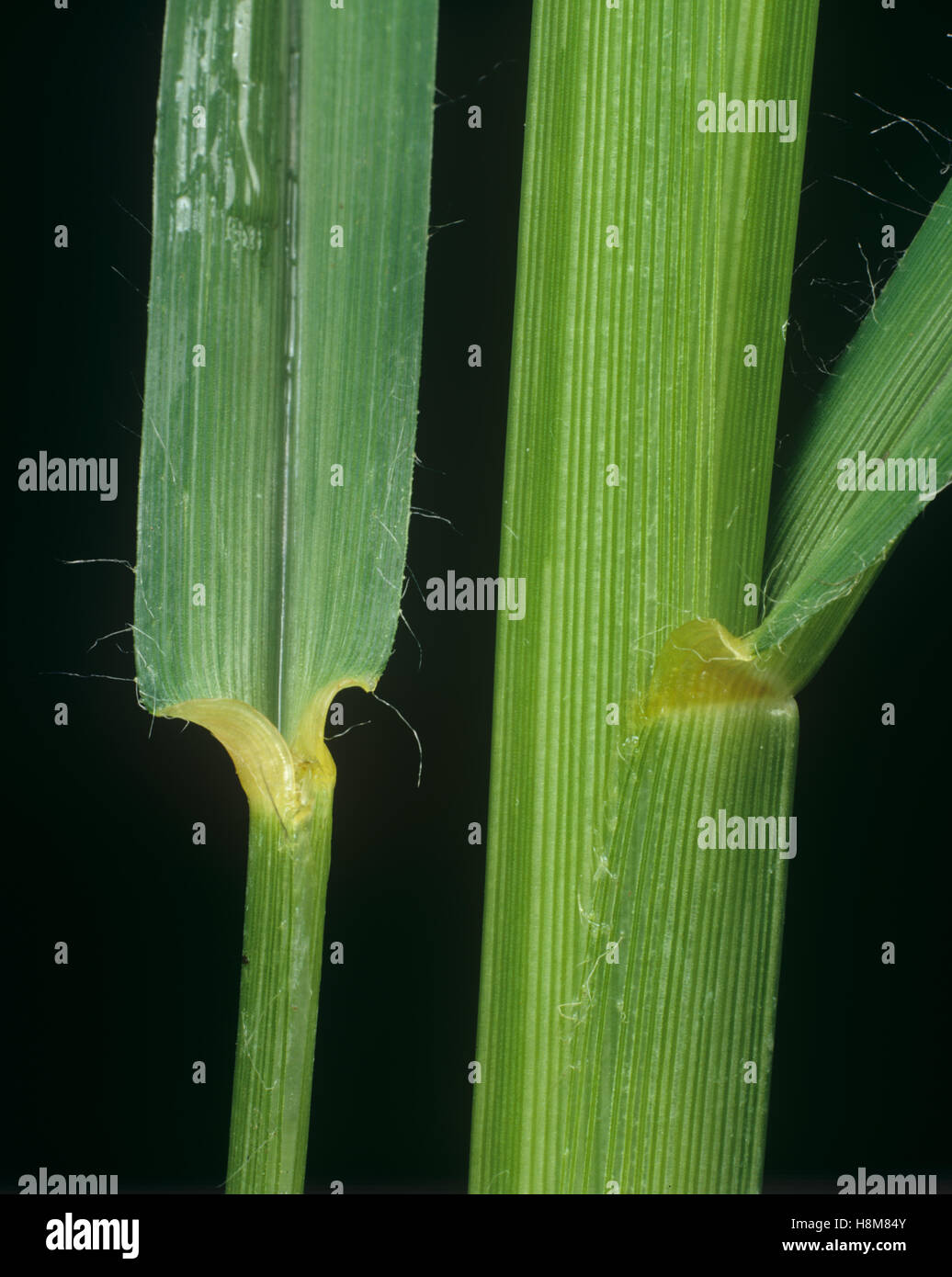 Erba Crowfoot o goosegrass, Eleusine indica, leaf ligula in corrispondenza del nodo e leafstalk agricolo della erba infestante Foto Stock