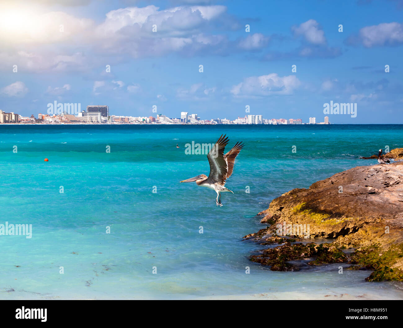 Brown pelican in volo Foto Stock