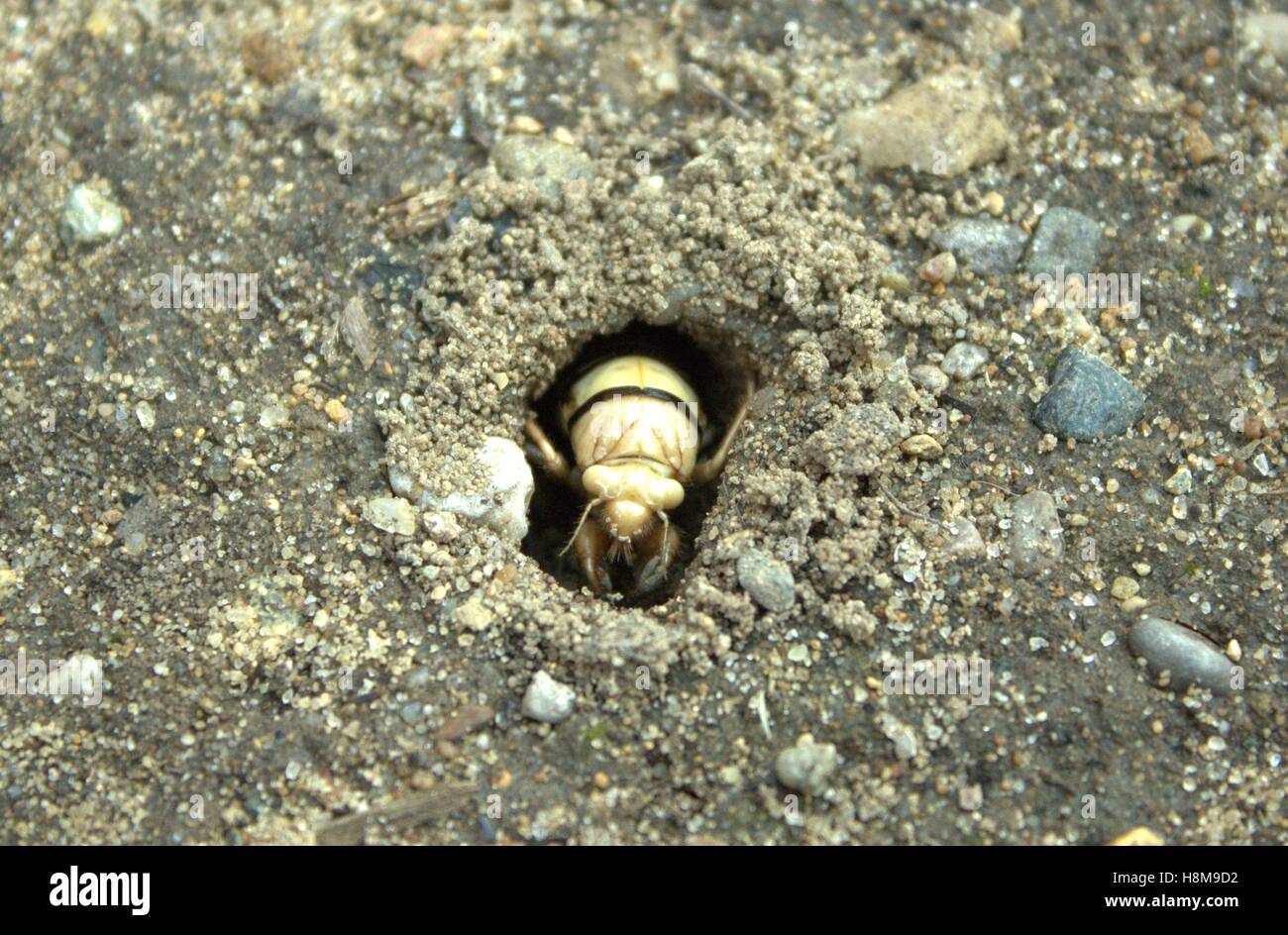 Cicala Nymph scavando fuori della Terra in novembre Foto Stock