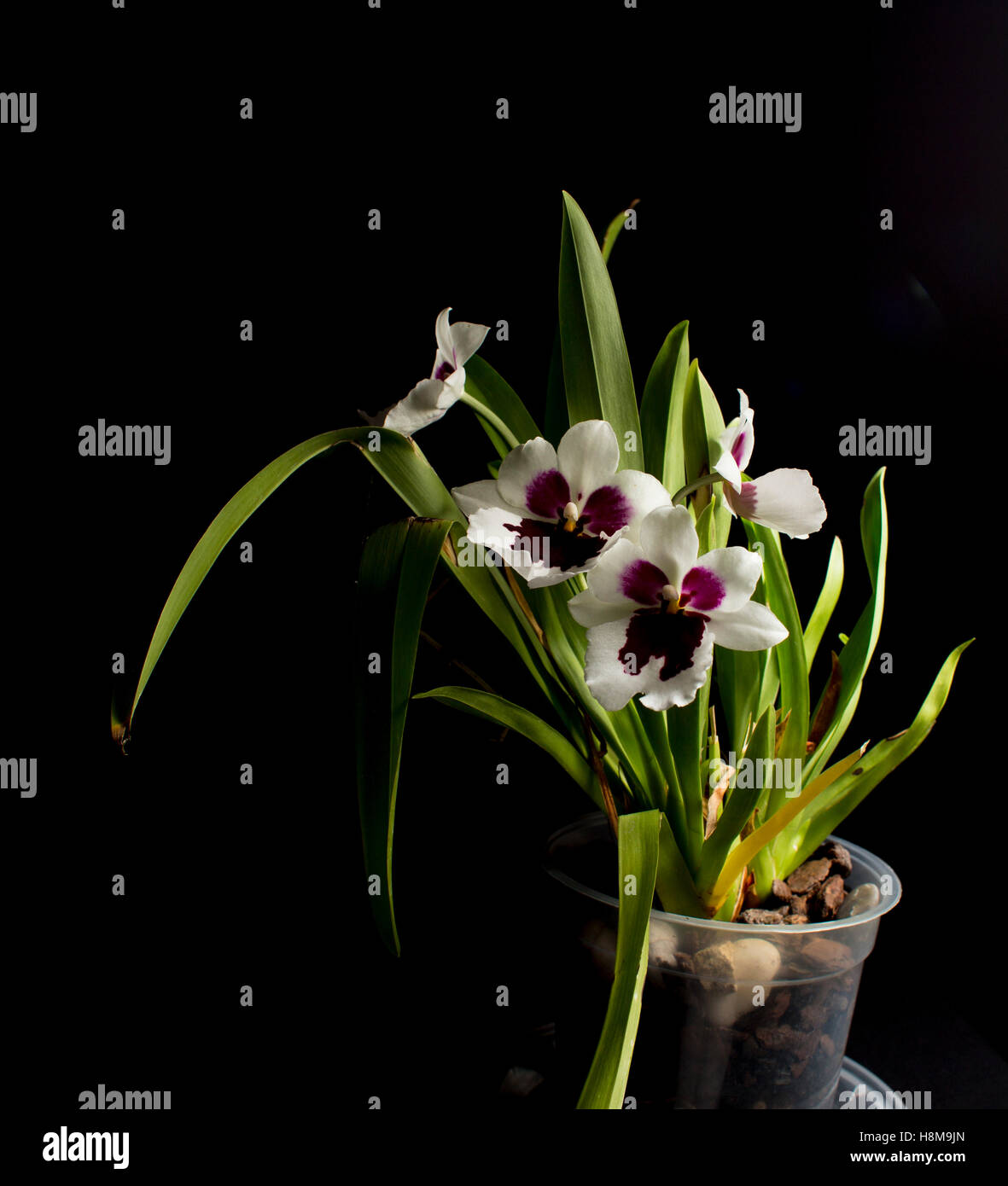 Oncidium orchid su sfondo nero Foto Stock