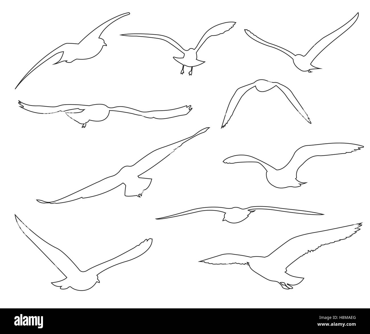 Tracciati vettoriali di Seagull impostato su sfondo bianco Illustrazione Vettoriale