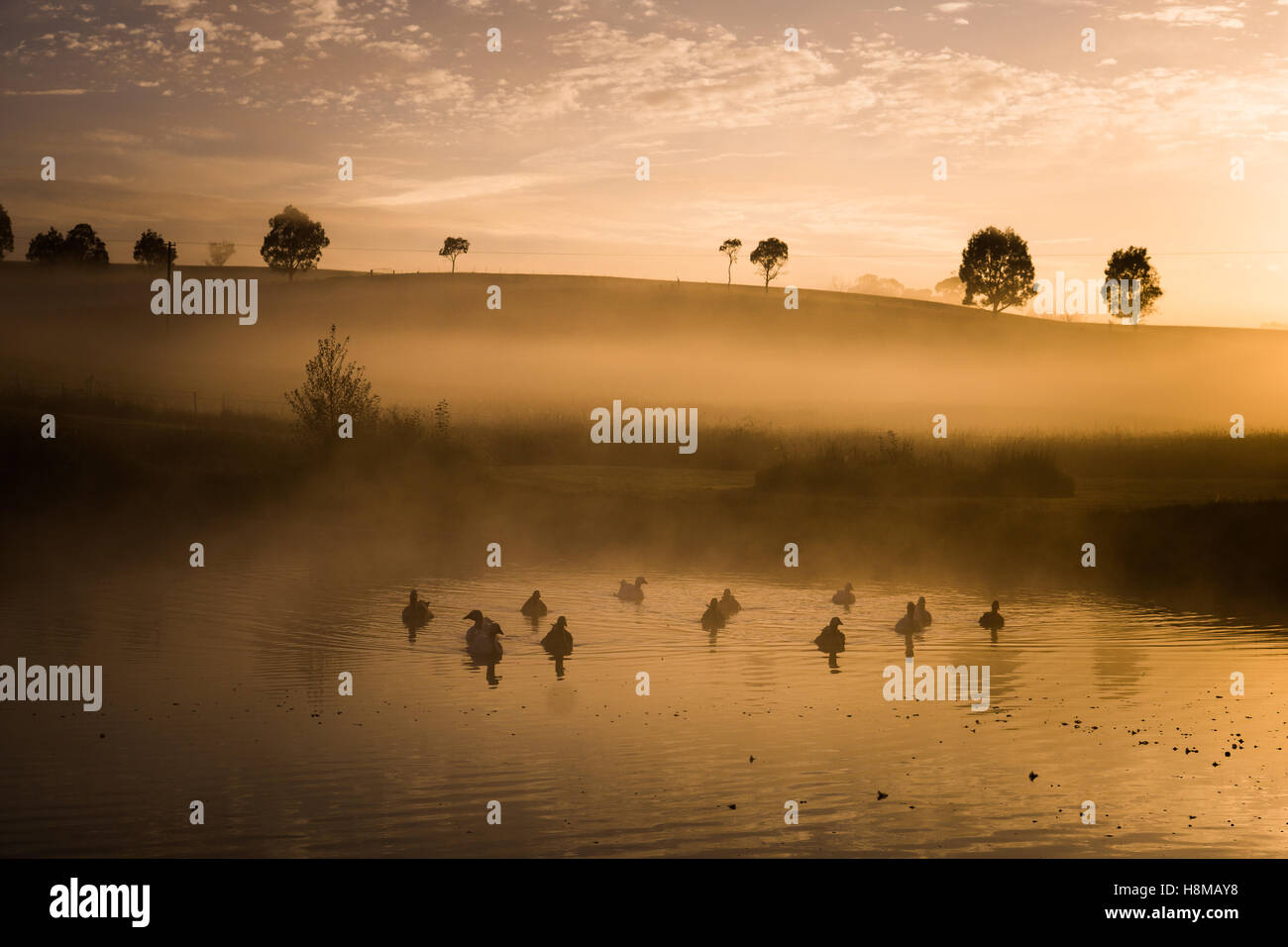 Oche su un lago all'alba nel Paese del Nuovo Galles del Sud, Australia Foto Stock