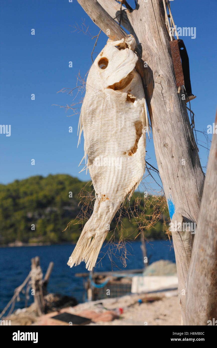 Pesce secco appeso sul ramo di legno sull isola di Mljet in Croazia Foto Stock