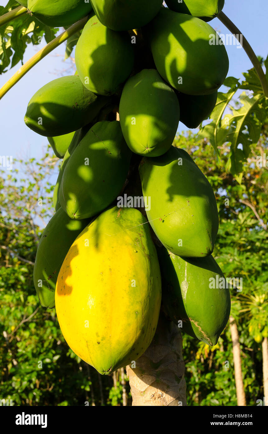 Albero di papaia, Anaike, Niue, South Pacific Oceania Foto Stock