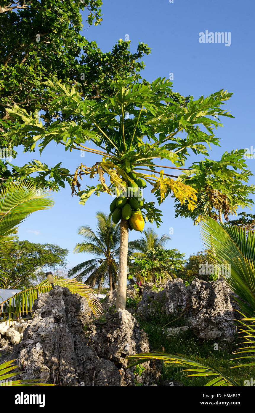 Albero di papaia, Anaike, Niue, South Pacific Oceania Foto Stock