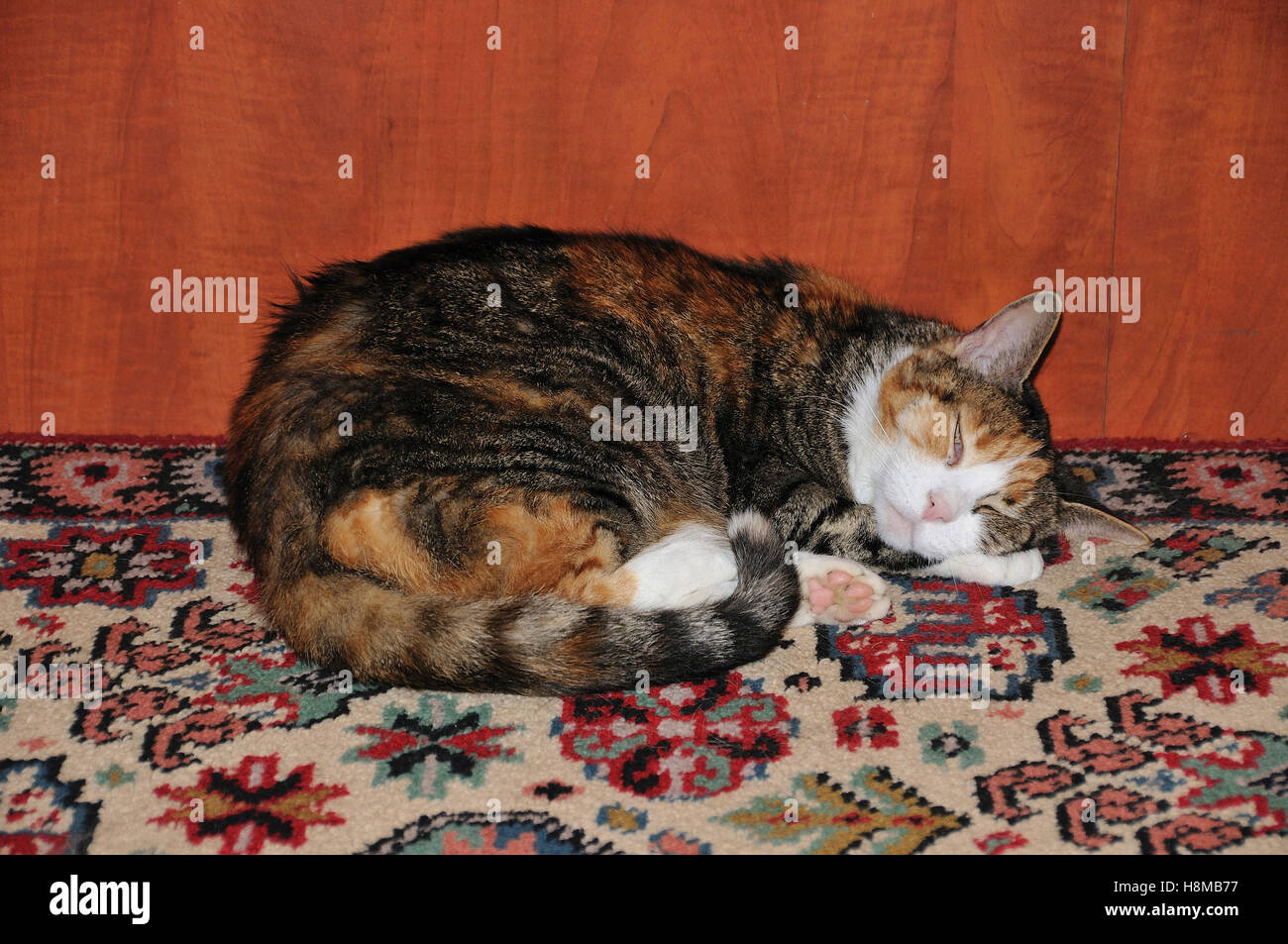 Hauskatze. Eine circa 10 Jahre alte Katze schlaeft eingerollt auf einem Teppich| Cat. domestico 10 anni dorme per adulti Foto Stock