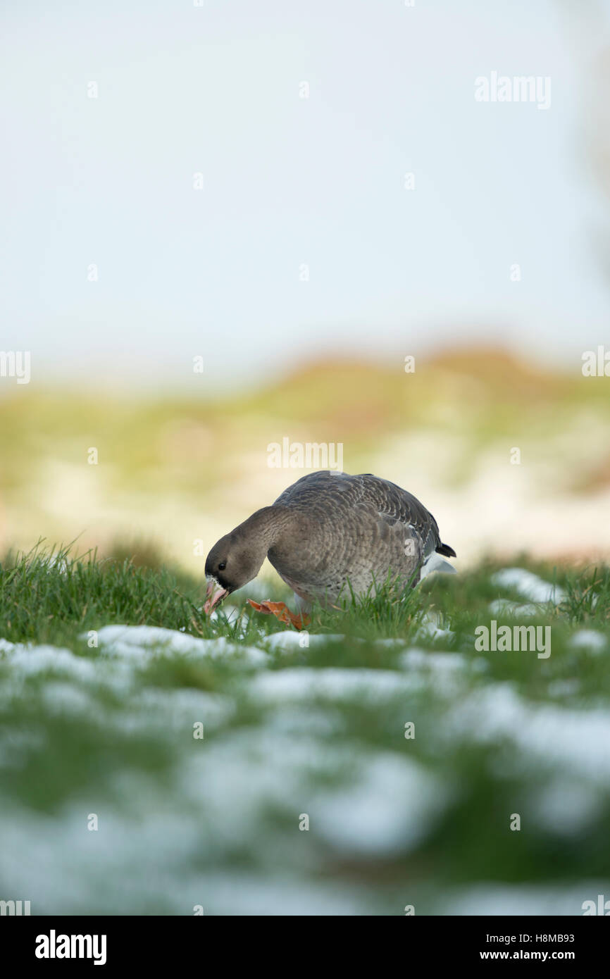 Bianco-fronteggiata Goose / Blaessgans ( Anser albifrons ), inverno artico valutazione, funny sculettando gait, basso punto di vista, Scatto frontale. Foto Stock
